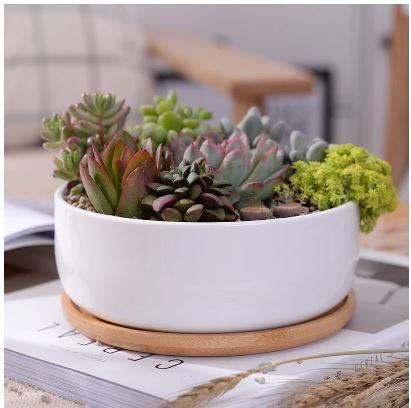 Succulent Planter -Round - The Beaucoup Home