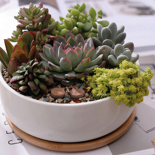 Succulent Planter -Round - The Beaucoup Home