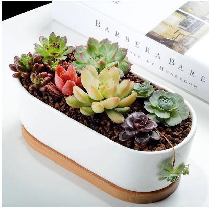 Succulent Planter - Elongated - The Beaucoup Home