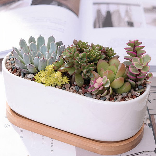 Succulent Planter - Elongated - The Beaucoup Home