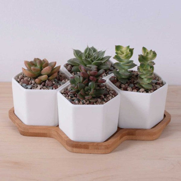 Beehive Planter - The Beaucoup Home